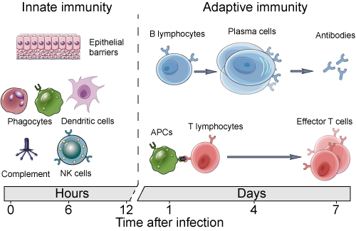 Innate and adaptive immunity time line